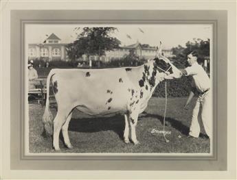 (COWS--FARMING) An udderly charming archive of approximately 70 photographs of prize-winning cows in the U.S. and Canada.